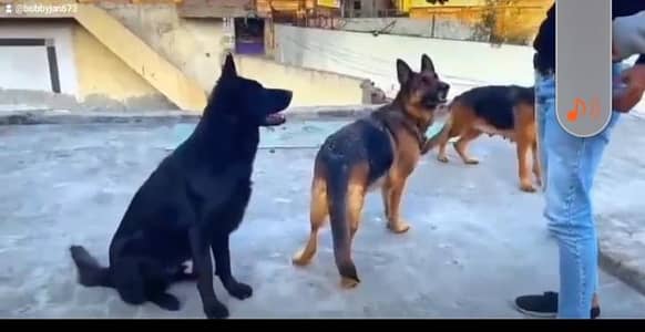 black german shepherd male for sale 2females ak female  onheat hai or