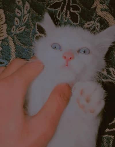 double coated cat kitten 