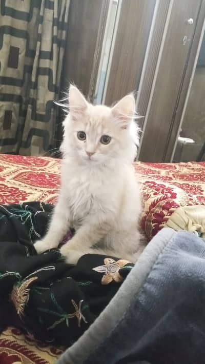 Persian Cat kitten