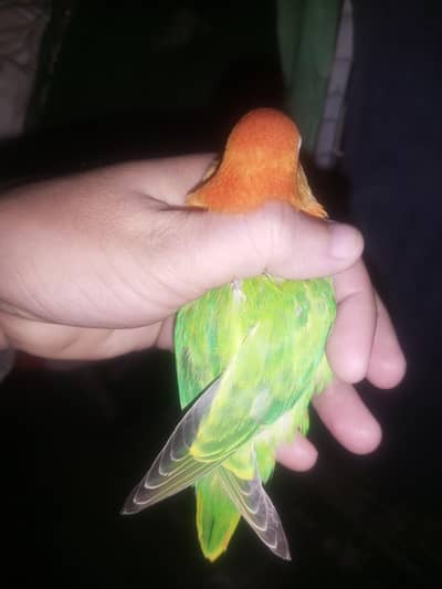 Opline Split Palefellow B1B2