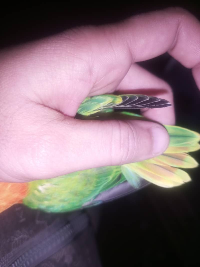 Opline Split Palefellow B1B2 5