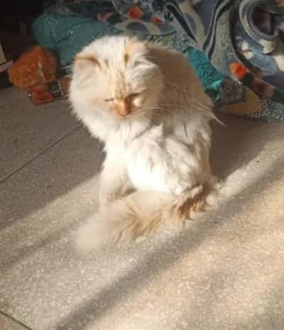 Adorable Purebred Persian Cat for Sale – Playful and Loving Companion!