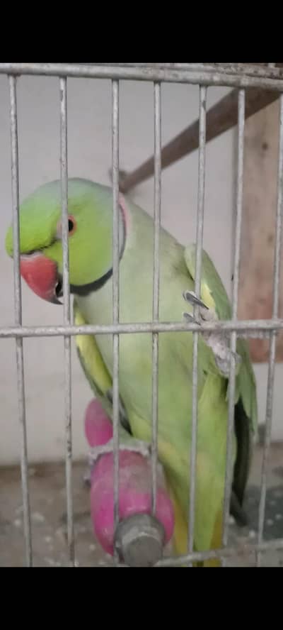 hand tam toking parrot bridger pair