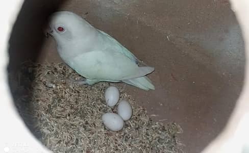 breeder pair for sale