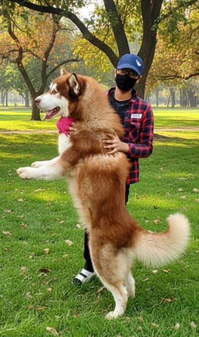 Alaskan malamute Male stud