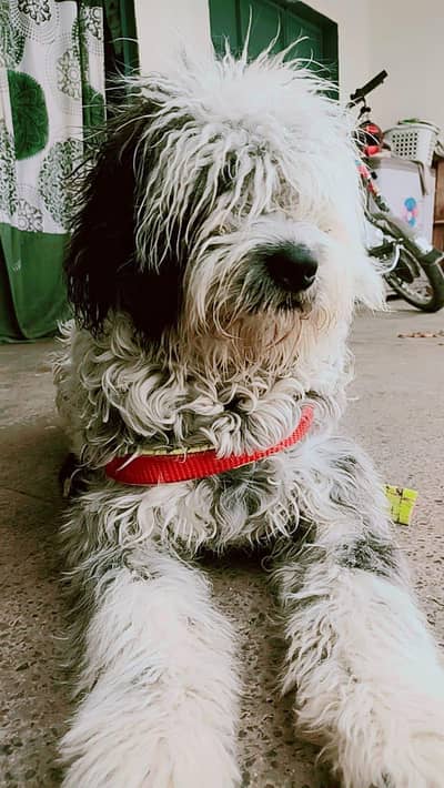 American puddle ege 7 month (male)