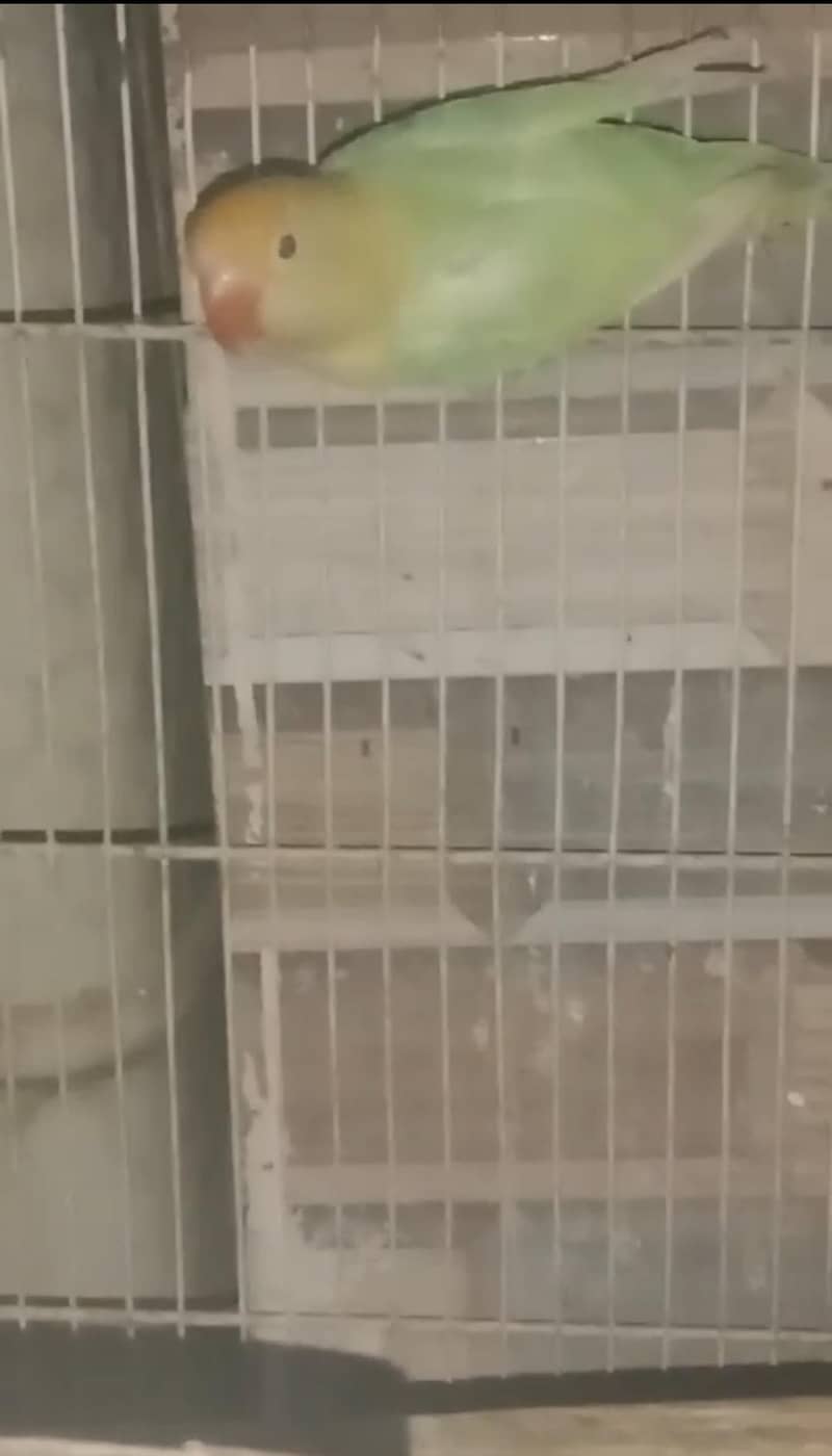 Opline Split Palefellow B1B2 1