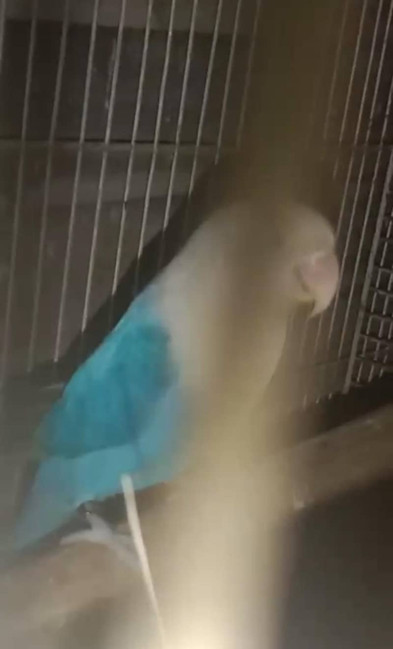 Opline Split Palefellow B1B2 2