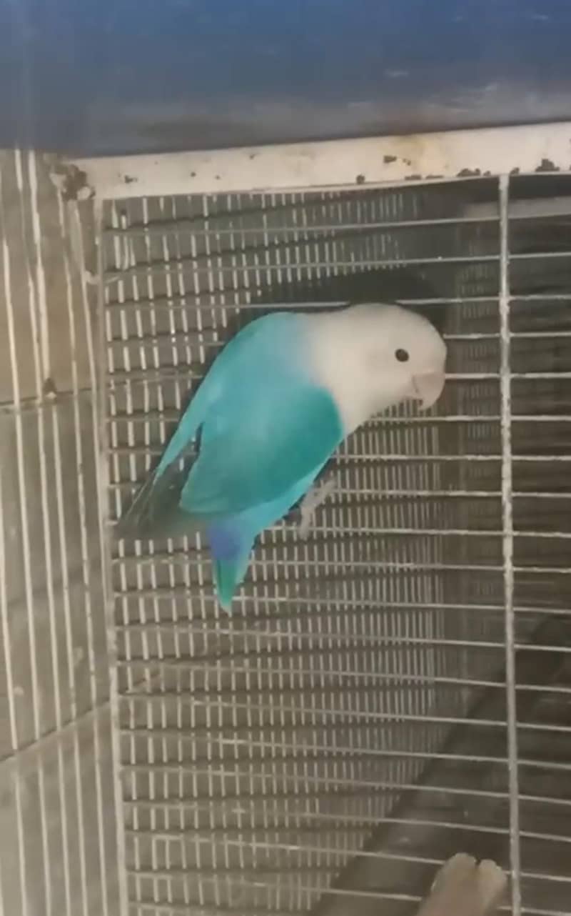 Opline Split Palefellow B1B2 3