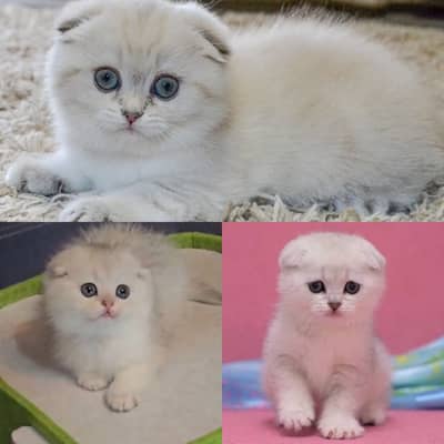 Scottish Fold British Shorthair