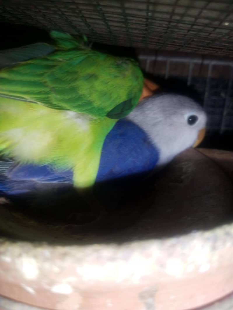 Opline Split Palefellow B1B2 6