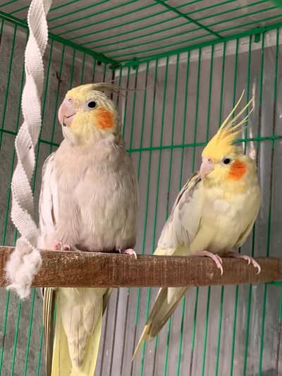 cocktail 100% breeder pair