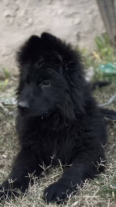Pink pedigree black German shepherd puppy