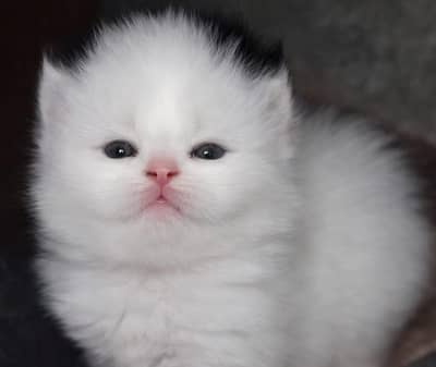 cats kittens for sale   more cute then evarage