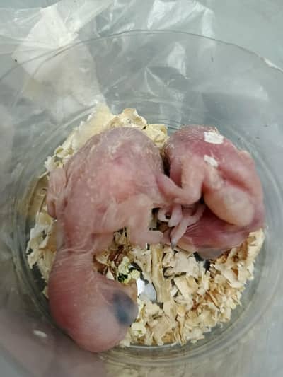 raw chicks pair for sale on hand feed