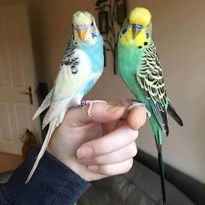TAMED BRIDGE/AUSTRALIAN PARROTS FOR SALE SELF FEED PROPER TAMED