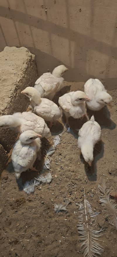 extreme quality paper white chicks