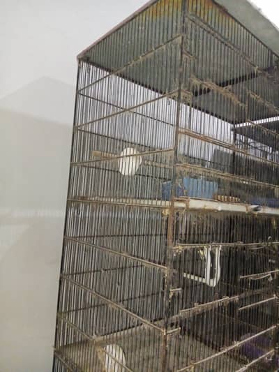 Birds cage