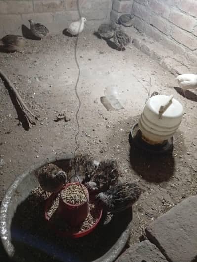 white btair pair and 6 pair simple btair