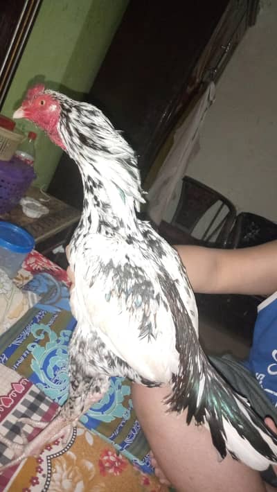 Cheena aseel patha high quality