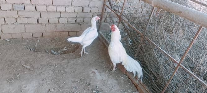 White Heera, Paper White,White Aseel, Heera,Aseel