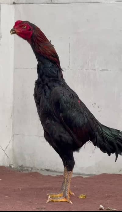 Pure wlati cross phata