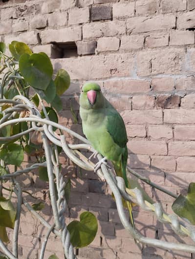 Green parrot