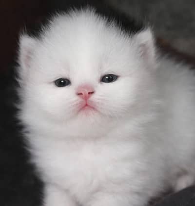Pure Persian Triple Coat Kittens – 2 Available (Healthy & Cute)
