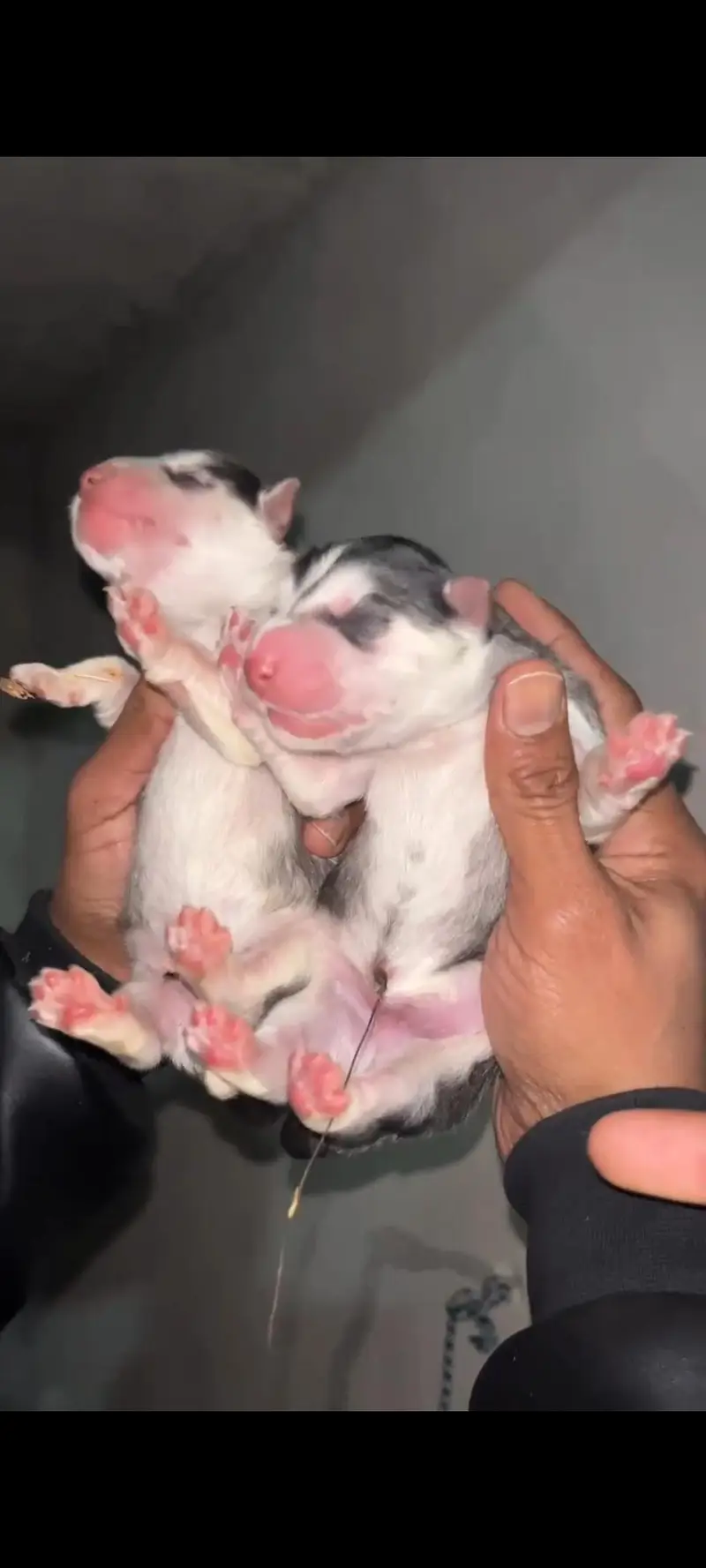 Siberian Husky show quality Male Available — photo 5