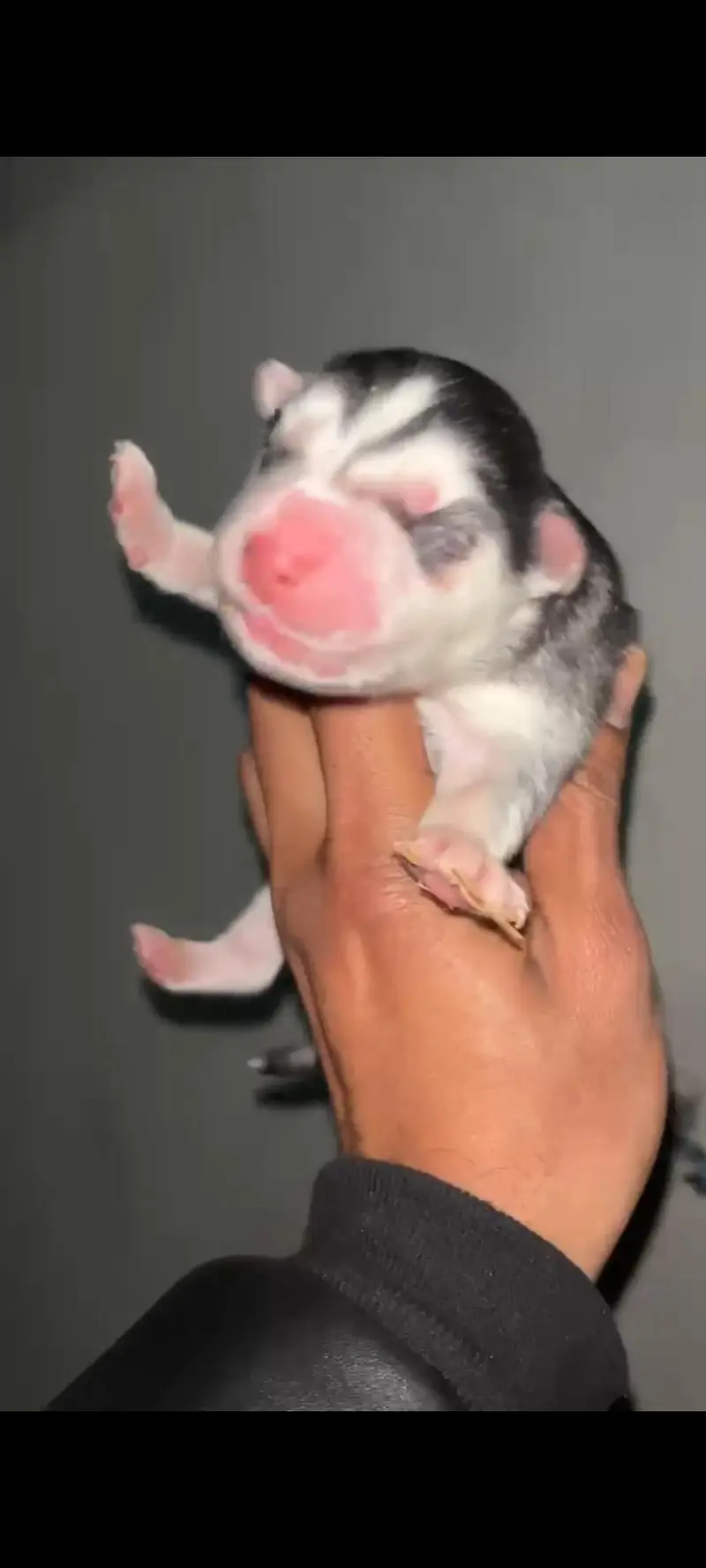 Siberian Husky show quality Male Available — photo 6