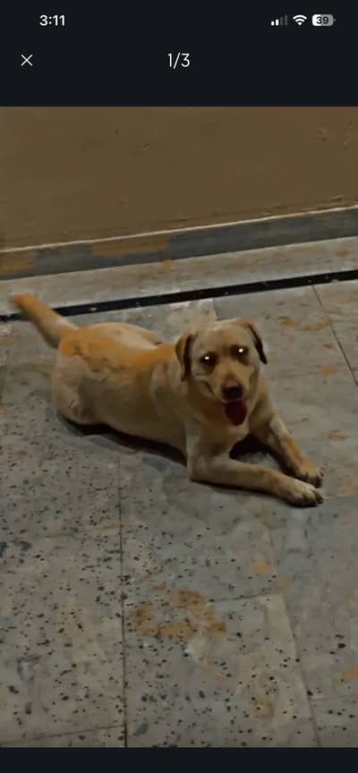 British labrabor famale pink nose