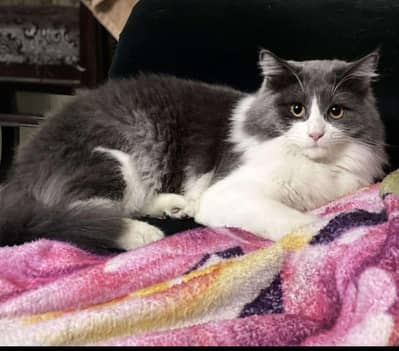 خوبصورت لانگ ہیئر بلی برائے فروخت