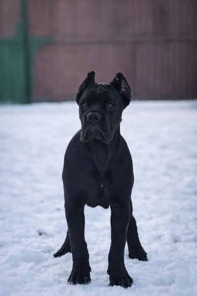 cane Corso