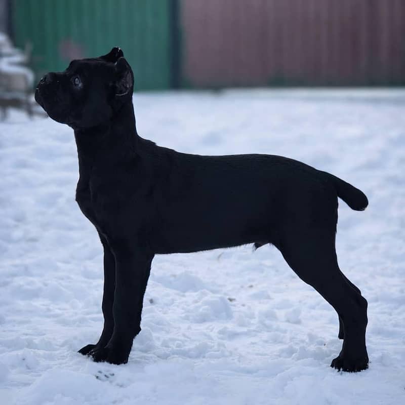 cane Corso 1