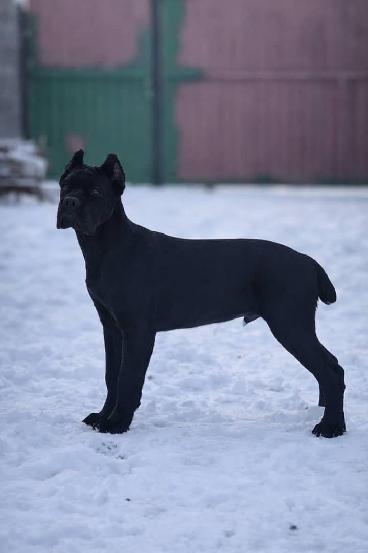 cane Corso 2