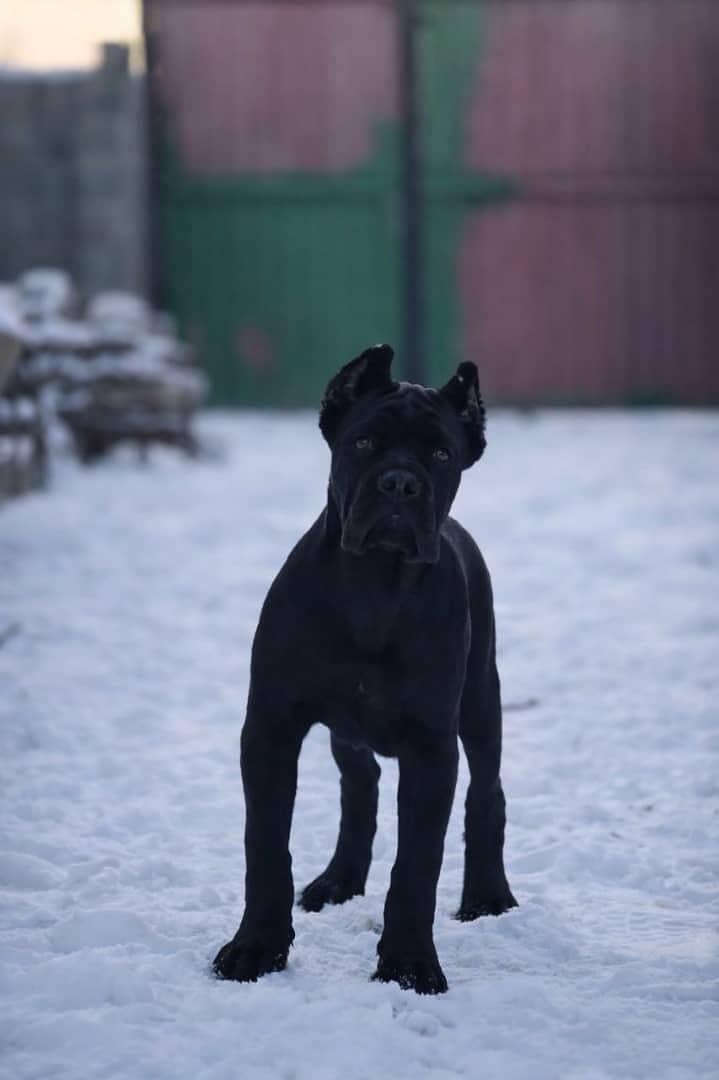 cane Corso 3
