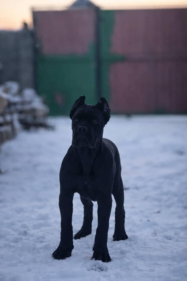 cane Corso 4