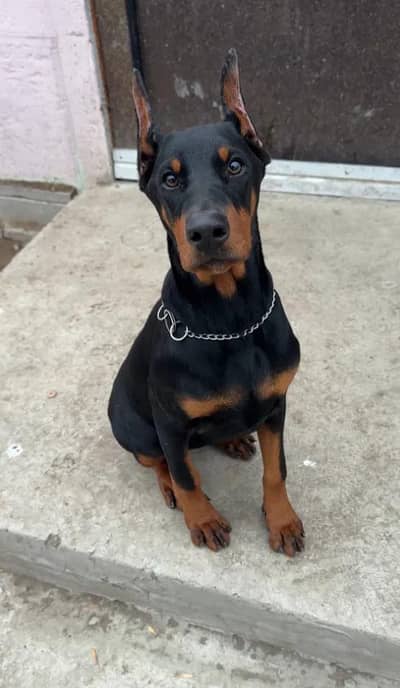 Doberman