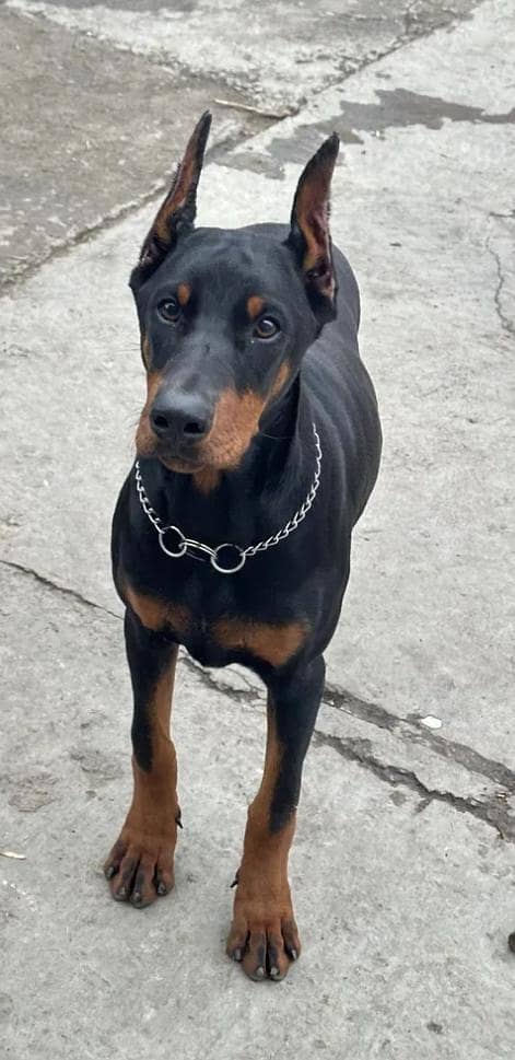 Doberman 1