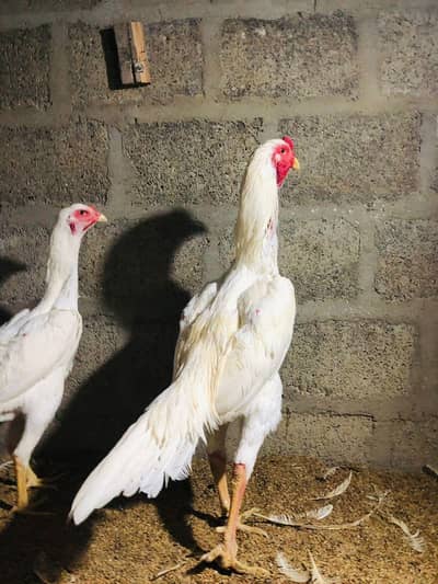 GERMAN WHITE  O SHAMO MALE AND FEMALE AVAILABLE
