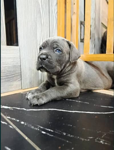 cane Corso