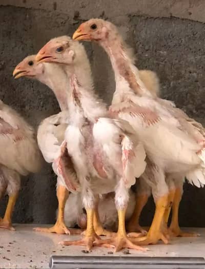 GERMAN WHITE O SHAMO CHICKS,,BREEDER AVAILABLE WHAT'SAPP  03168035881