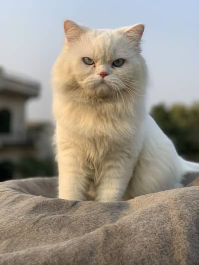 Punch face cats or kittens available.