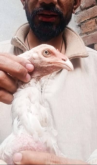 aseel heera white female 6000 w eyes o301,7104771 call what's ap