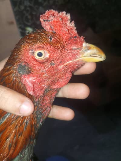 aseel patha long height