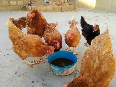 lohman brown eggs laying hens