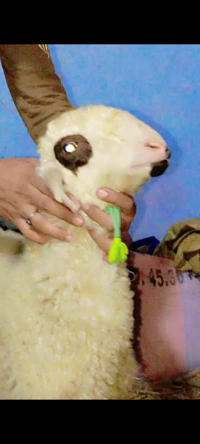 dumba pink nos dabble pasa for sale