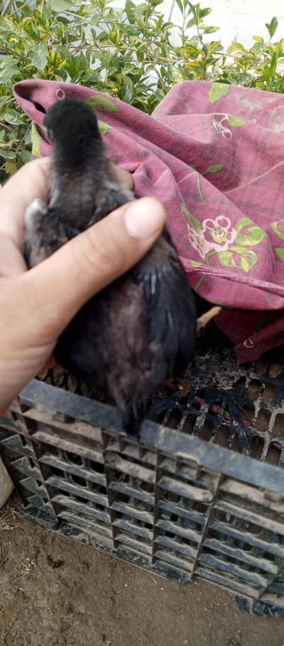 kurak murgi dragon Turkish shamo parrot beak