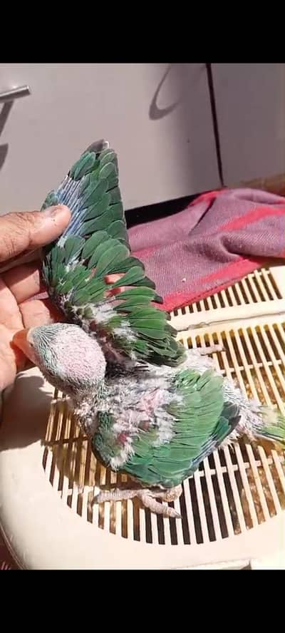 raw alexandrine baby for sale