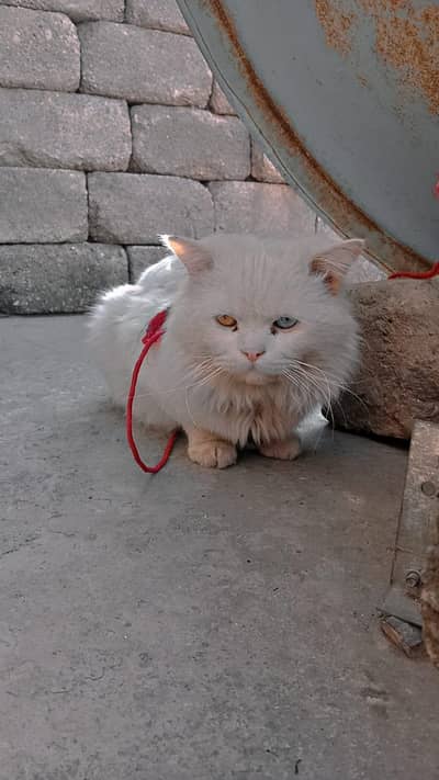 Pershion Triple coated